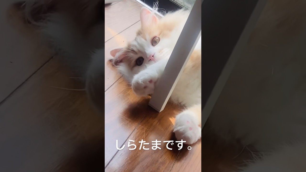 距離を詰めてくる猫 #cat #猫動画 #子猫 #癒し #ラガマフィン