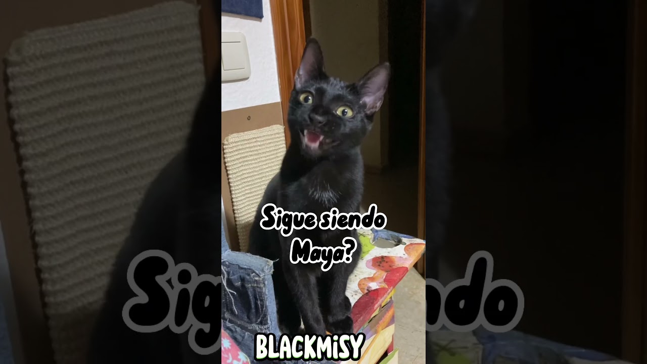 Si un maya se desmaya😸