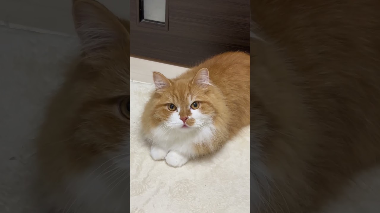 うちの猫がかわいすぎて🤦‍♀️ #shorts #猫 #マンチカン #短足マンチカン #cat #munchkin