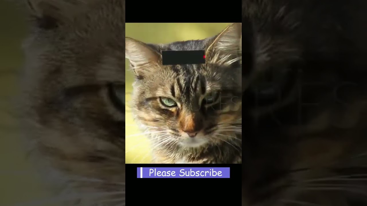Brown Cat | Beautiful Cat | Cute Creatures #shorts #cat #cutecreatures #short #petanimals #viral