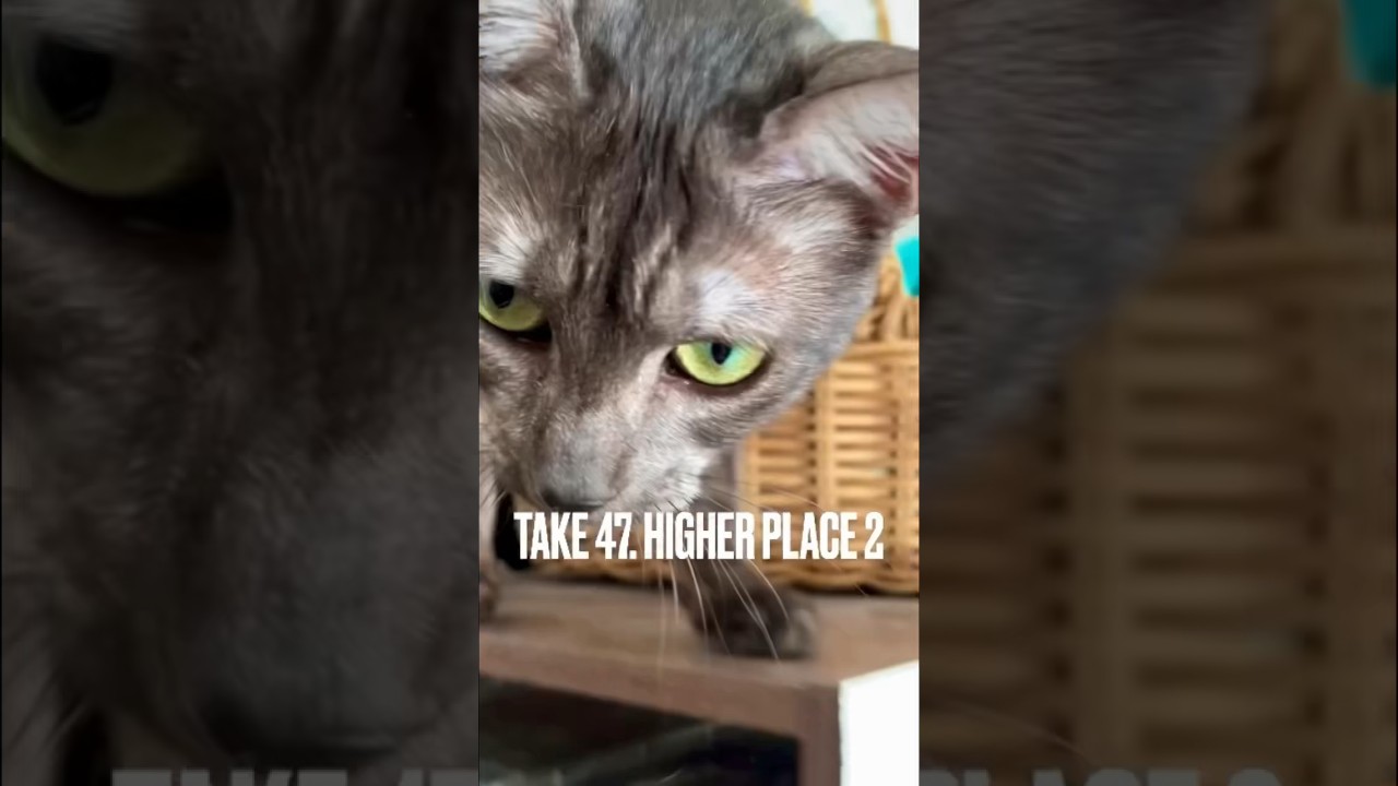 #高い所から失礼します にゃ #猫 #ジャンプ力 #エジプシャンマウ #shorts