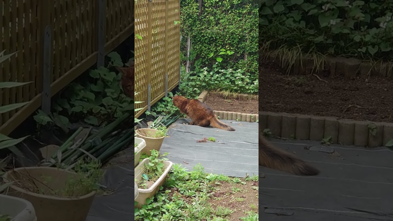 チー（ソマリ）が庭で何かを見つけました！