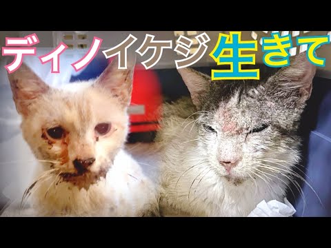 【生】瀕死だったイケジ前途多難！・猫活係の子を紹介③『ディノ』との出会いから現在！