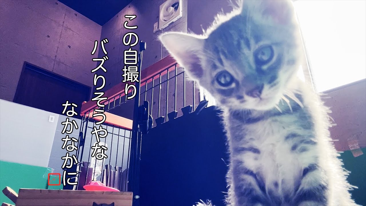 インカメデビューした子猫さん