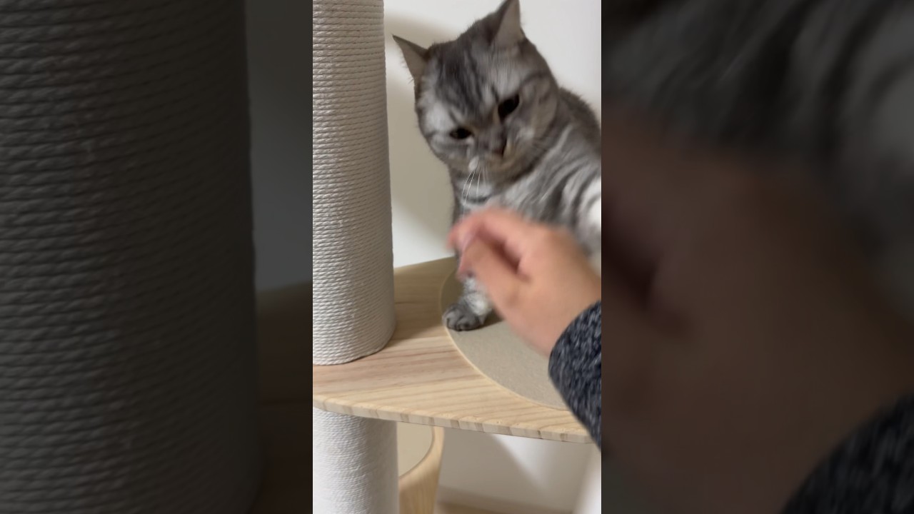 噛んでくる猫😿 #猫 #マンチカン #kitty #cat #kittycat #catlover #kitten #munchkincat #cute