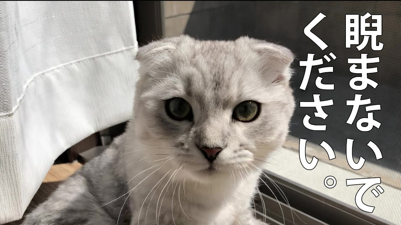 昼の顔と夜の顔！スコティッシュフォールドとソマリの兄弟！血はつながってないよ♪