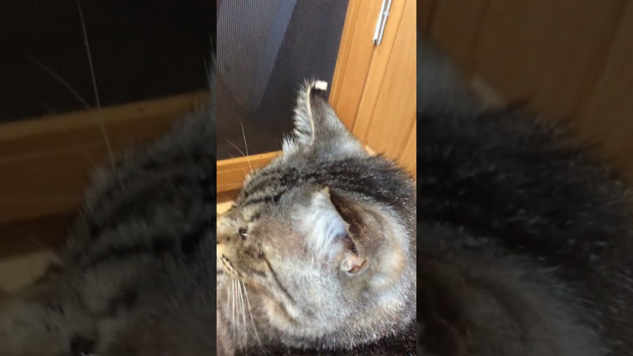 愛猫しょぼ♂の右耳はアメリカンカールみたいで可愛いでしょう♡の巻。　#Shorts