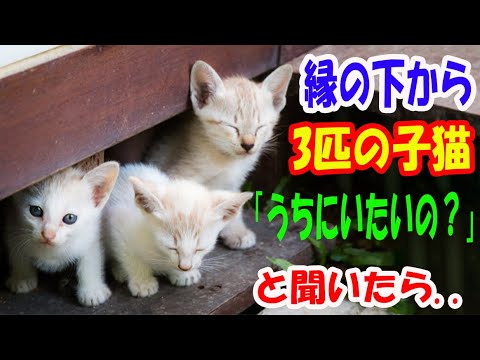 縁の下から3匹の白い子猫がでてきた!? 『うちにいたいの？』と聞いたら..【猫の不思議な話】【朗読】