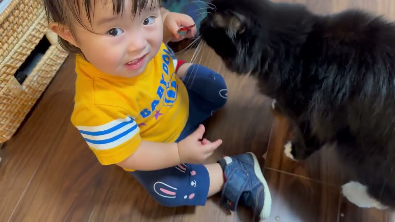 甘えに来るより赤ちゃんの持つオヤツに惹かれる猫　ラガマフィンA cat getting treats from a baby. Ragamuffin.