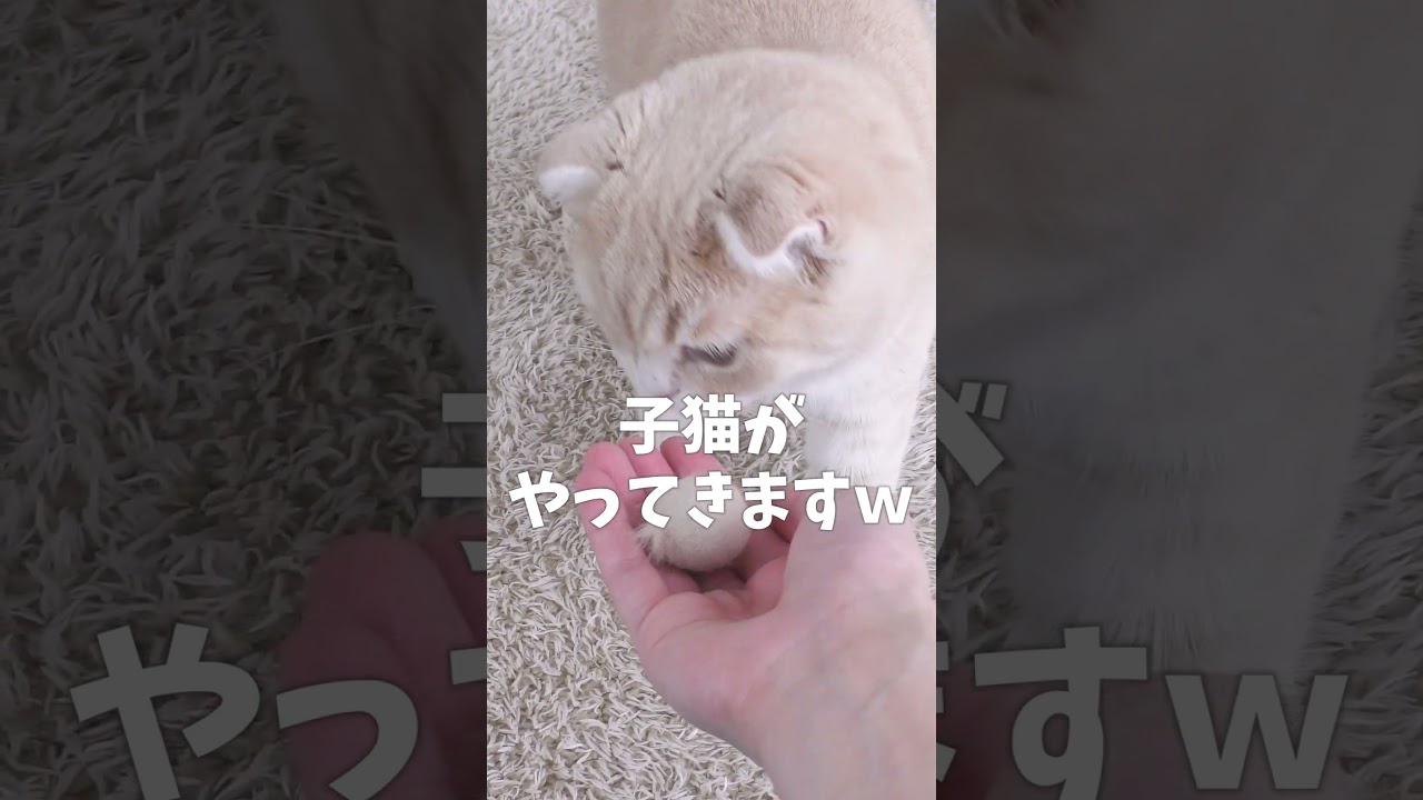 大好きなおもちゃで遊ぶ子猫【スコティッシュフォールド】#shorts #かわいい #子猫