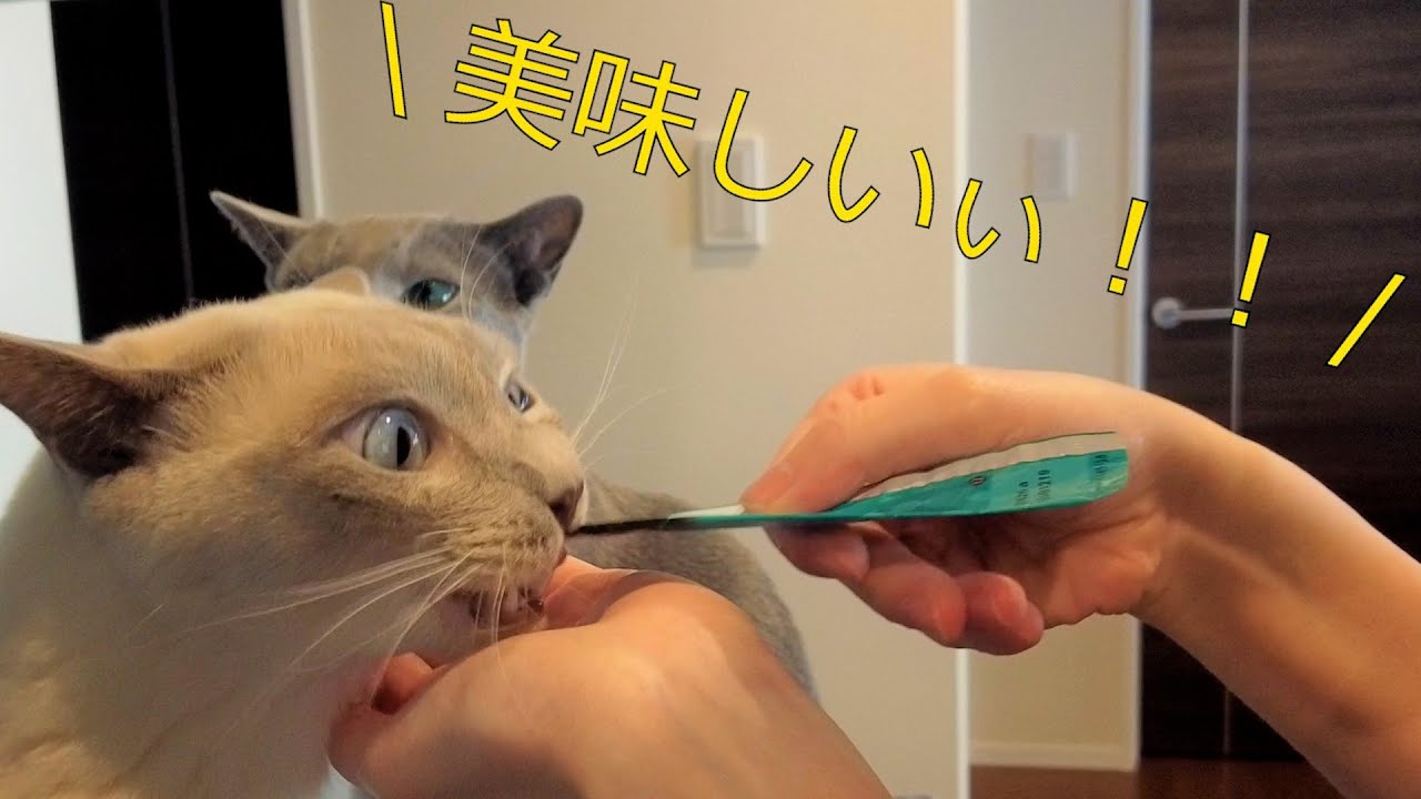 【ちゅーる】【Sheba】【ロシアンブルー×トンキニーズ】欲しい時はタッチして教えてくれる弟猫（＃13）