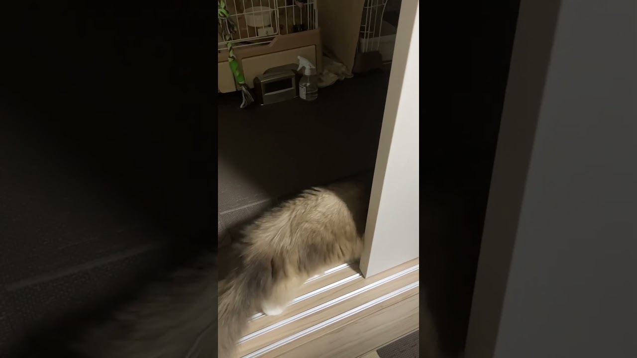 おもちゃで遊ぶたぬきに似たラグドールの子猫とこちゃんと先住猫たぬ #ragdoll #kitten #ラグドール #子猫 #アイドル