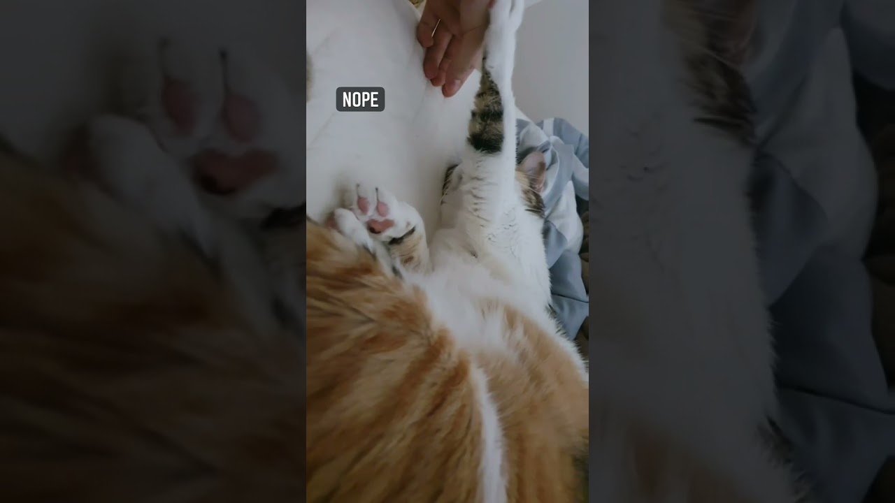 International Cat Day 2021 ✨ Manx Cats ✨ Manx Cat ✨ National Cat Show 2021 ✨ Funny Cats Nesia