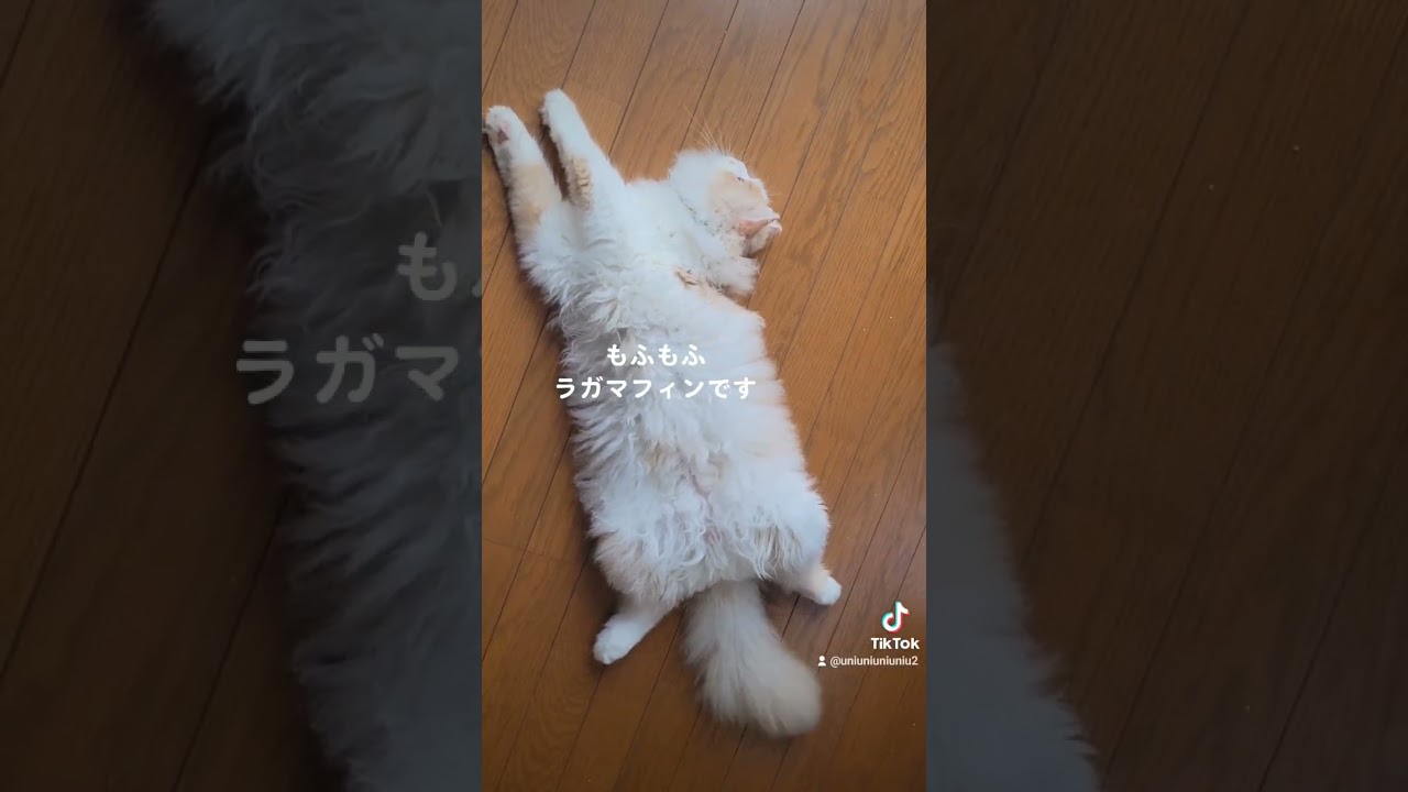 月曜日の子猫 #ラガマフィン #cat #猫動画 #子猫 #癒し #月曜も乗り切ろう