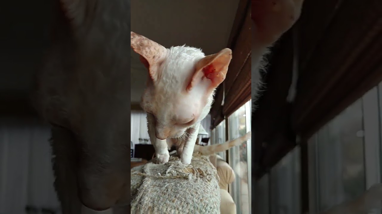 Babymoon keeping it clean (13yr old Cornish Rex female)