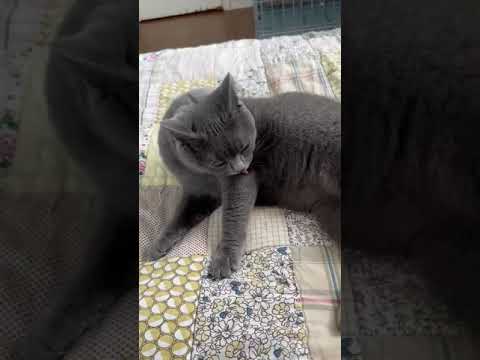 シャルトリュー 父猫はアメリカより迎えました。 ブルーソリッド（ふわふわなダブルコート）