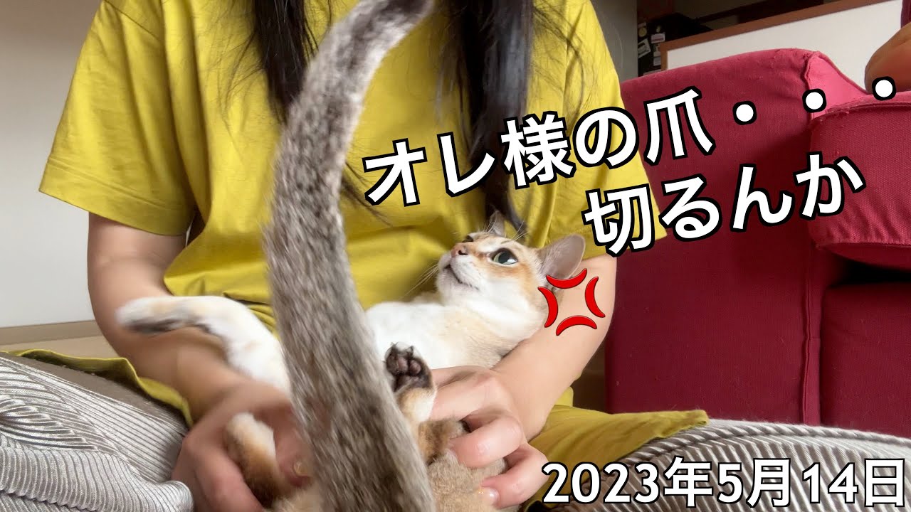 意外とお利口さんに爪切りさせてくれる😳シンガプーラ「にゃあ」：2023.05.14  #爪切り #シンガプーラ #猫