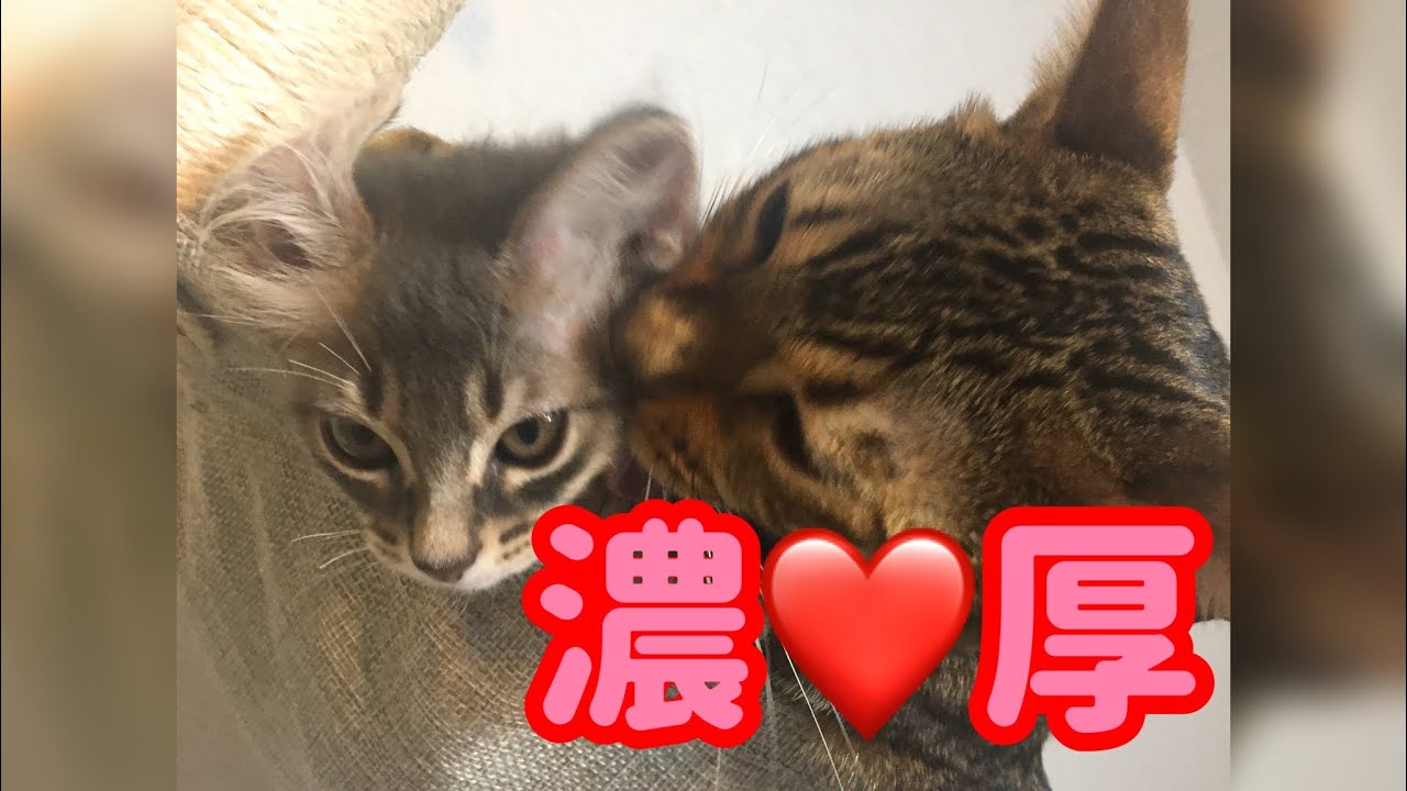 【子猫】先住猫ベンガルと新入り子猫ソマリの仲良し毛繕いが癒される