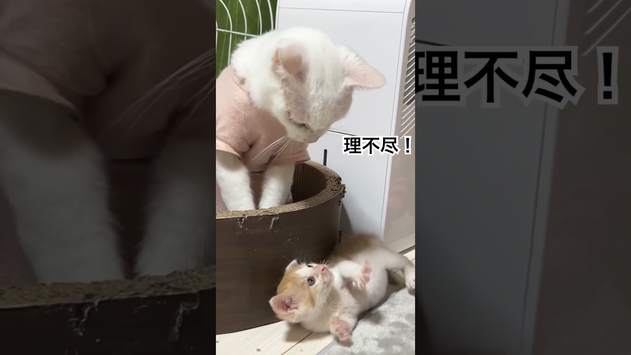 子猫、珍妙との初めての遭遇 #cat #猫 #kitten #保護猫 #子猫 #ねこ #animal #babycat #こねこ #cute #shorts