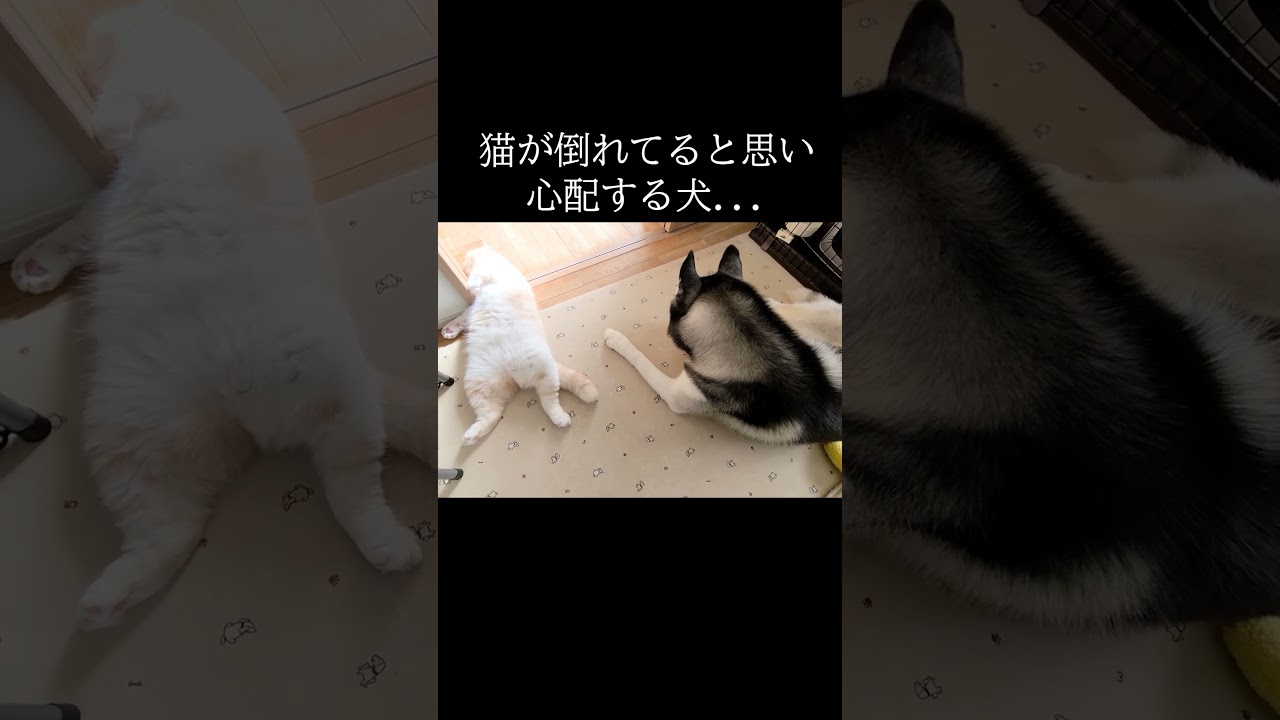 猫がピクリとも動かないので心配する犬が...#shorts