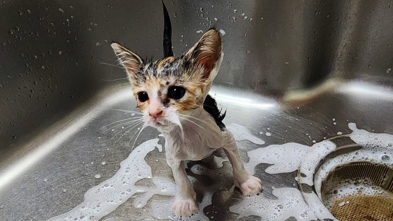 譲渡に向けて三毛の子猫をシャンプーしました。