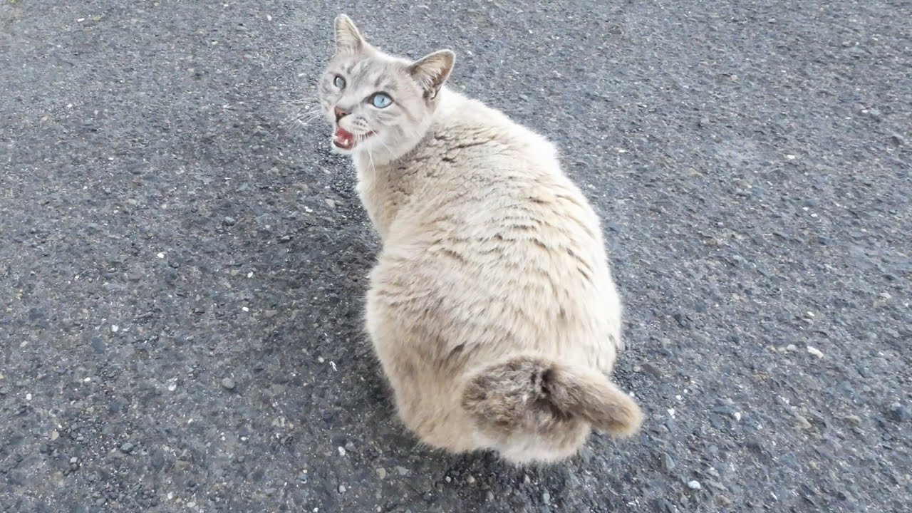 ぴょこぴょこ踊る尻尾が可愛すぎるシャムミックス猫ちゃん