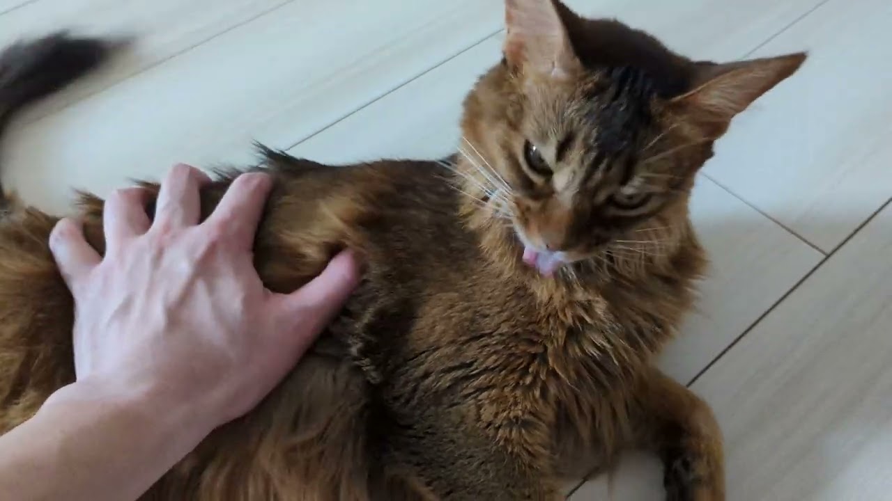 【500日目】モミモミは許すがナデナデは許さん #ソマリ #cat