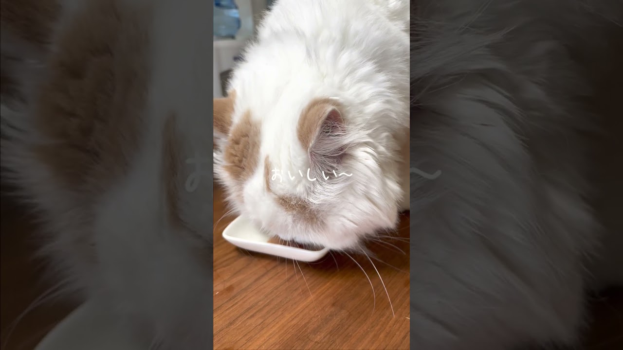 【大満足】朝のおやつタイム #短足マンチカン #スコティッシュフォールド #ねこ #cat #shorts