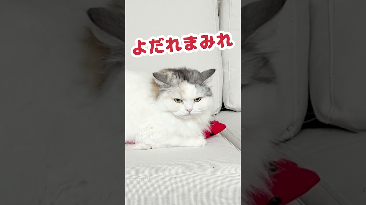 お気に入りのエビくんをよだれまみれにする猫 #Shorts