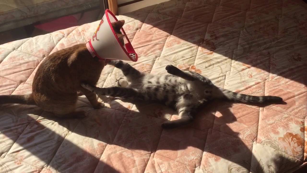 遊ぶ (猫記録7) アメリカンショートヘヤ   オシキャット