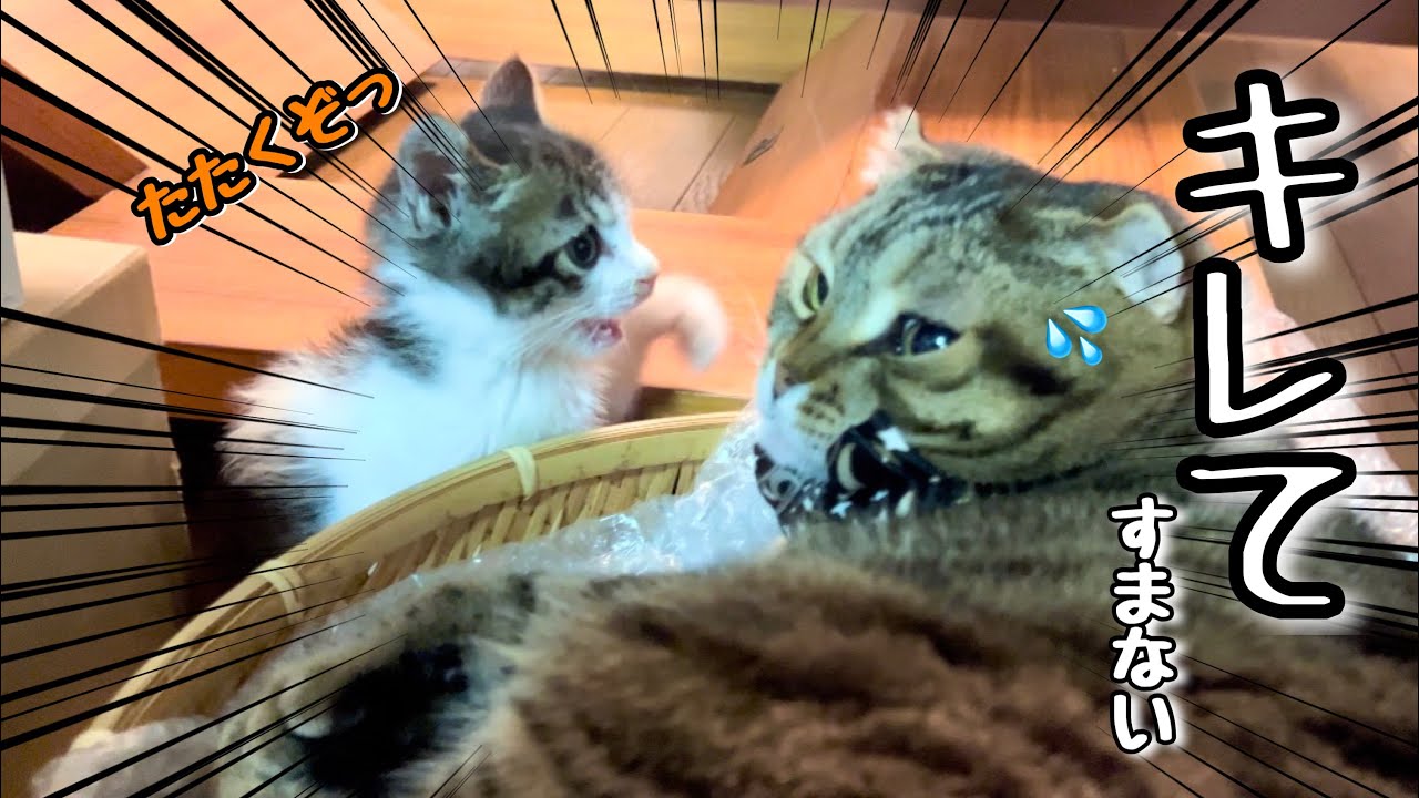 初めて子猫と喧嘩が始まると思ったら、ものの数分で可愛さを分かってしまった先住猫が面白かった！【預かり保護猫】