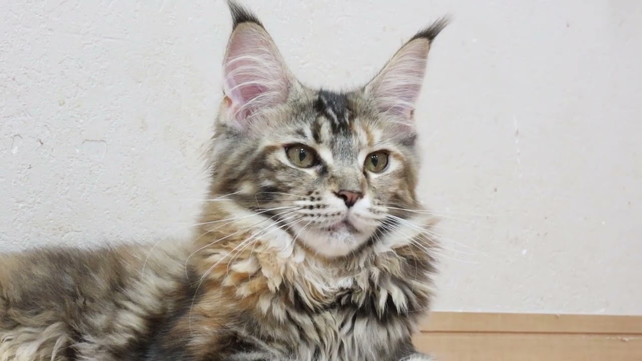 メインクーンの子猫達シャンプーに行って来ました