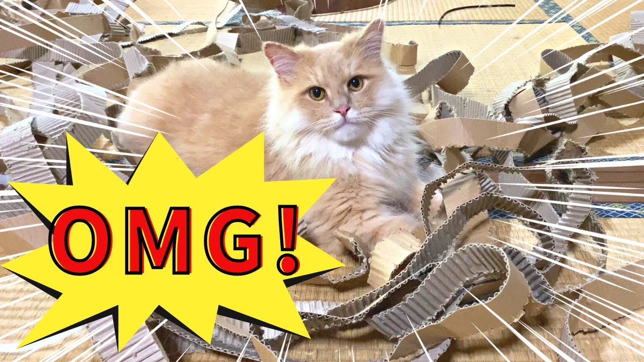 にゃんこ暴動発生！お腹がすいて暴れまわる猫たち【サイベリアン】