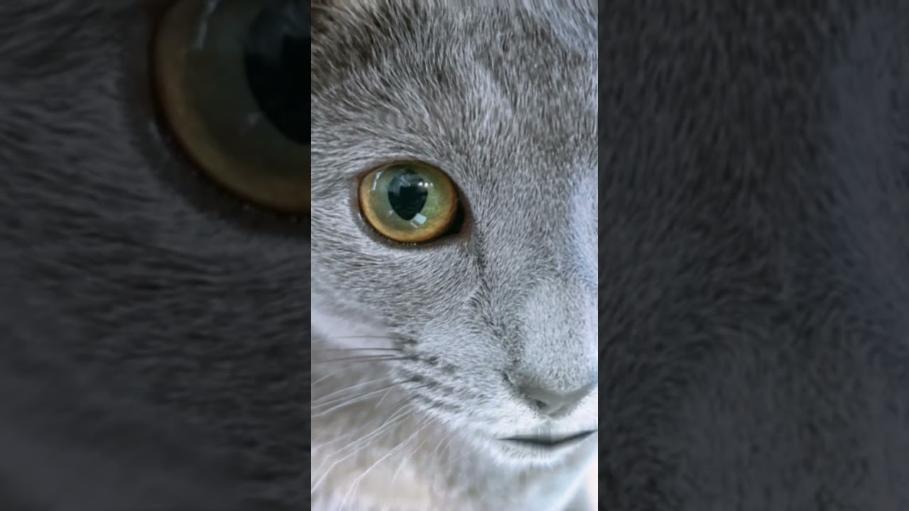 これは怖い　#Shorts #ロシアンブルー　#ねこ　#ねこ動画　#cat #猫　#russianblue