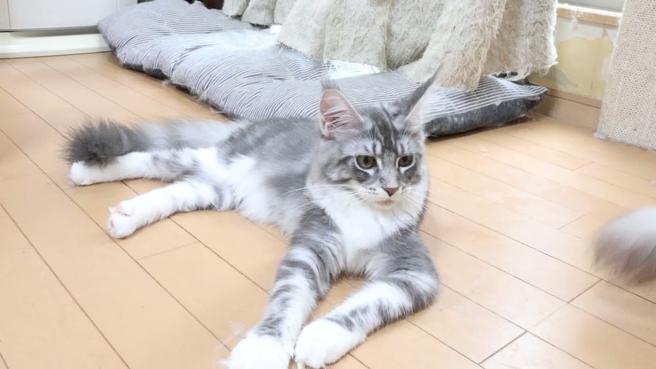 メインクーンの子猫達シャンプーに行って来ました