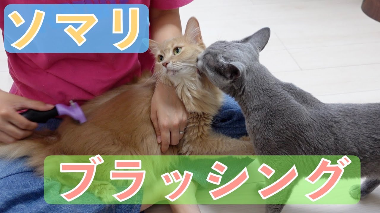 【ソマリ | Somali cat】ブラッシングされてゴロゴロのどを鳴らしまくる / Cat being brushed