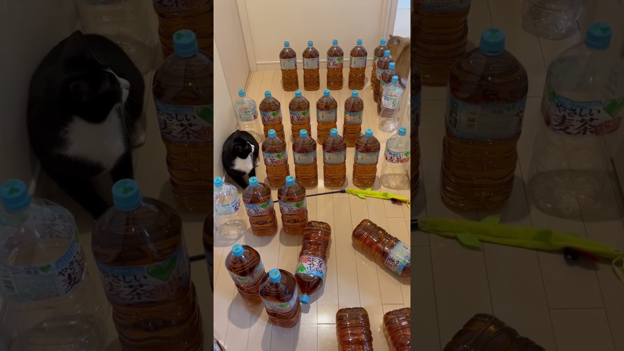 【やさしい麦茶チャレンジ♪】かわいいペルシャ猫