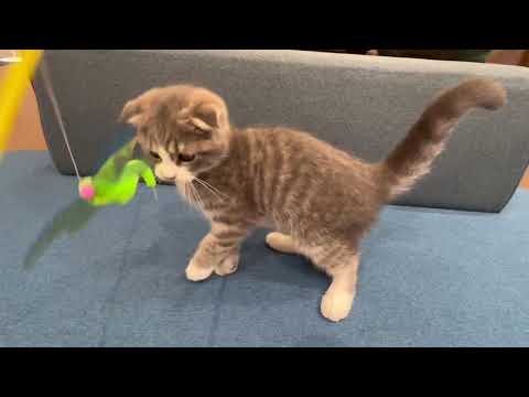 Coo&RIKU　No.627540スコティッシュフォールド