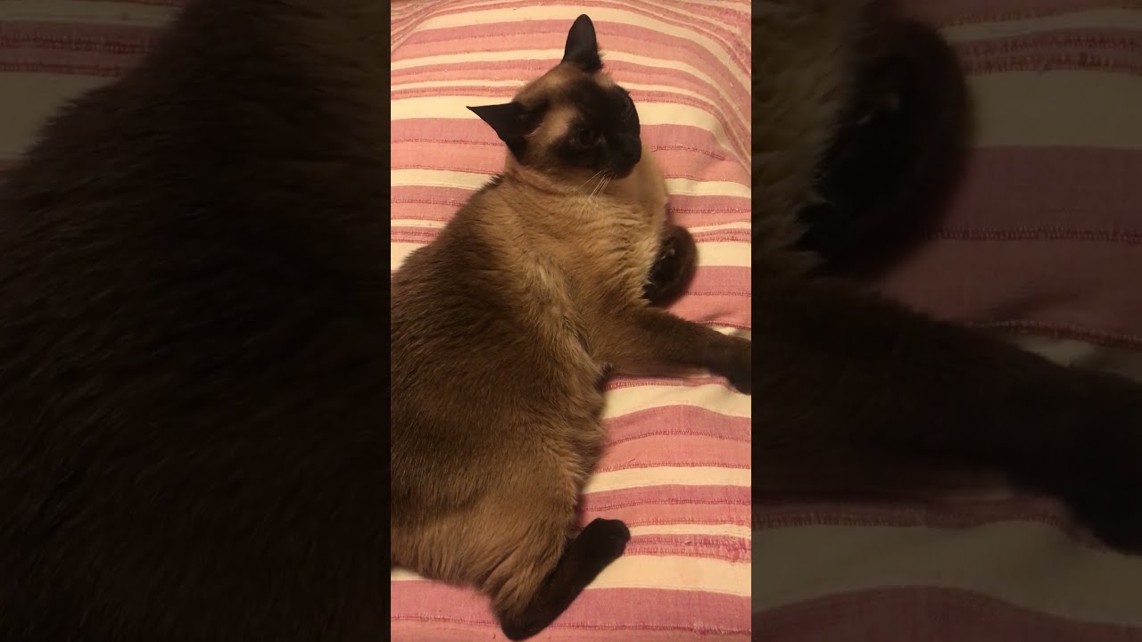 お休み前の儀式をしてもらっているたぬき猫なのにゃ♪　おやすみなさいなのにゃ……