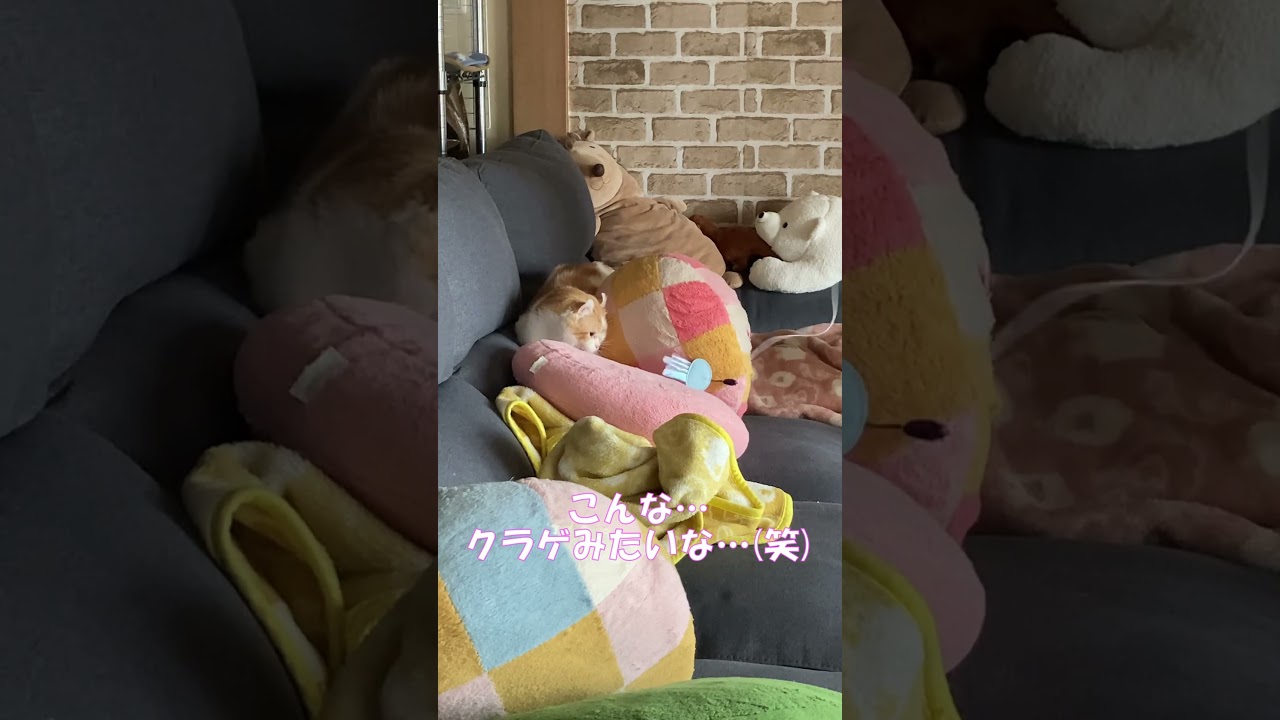 ふろくのおもちゃが大人気 #shorts  #猫 #アメリカンカール #cat