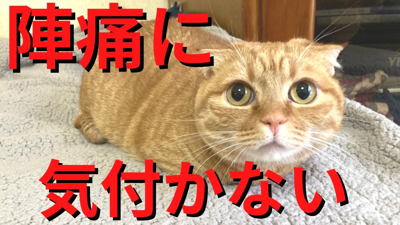 スコティッシュフォールドの折れ耳は病気です！骨軟骨異形成について【ブリーダー直販ペットの実家】