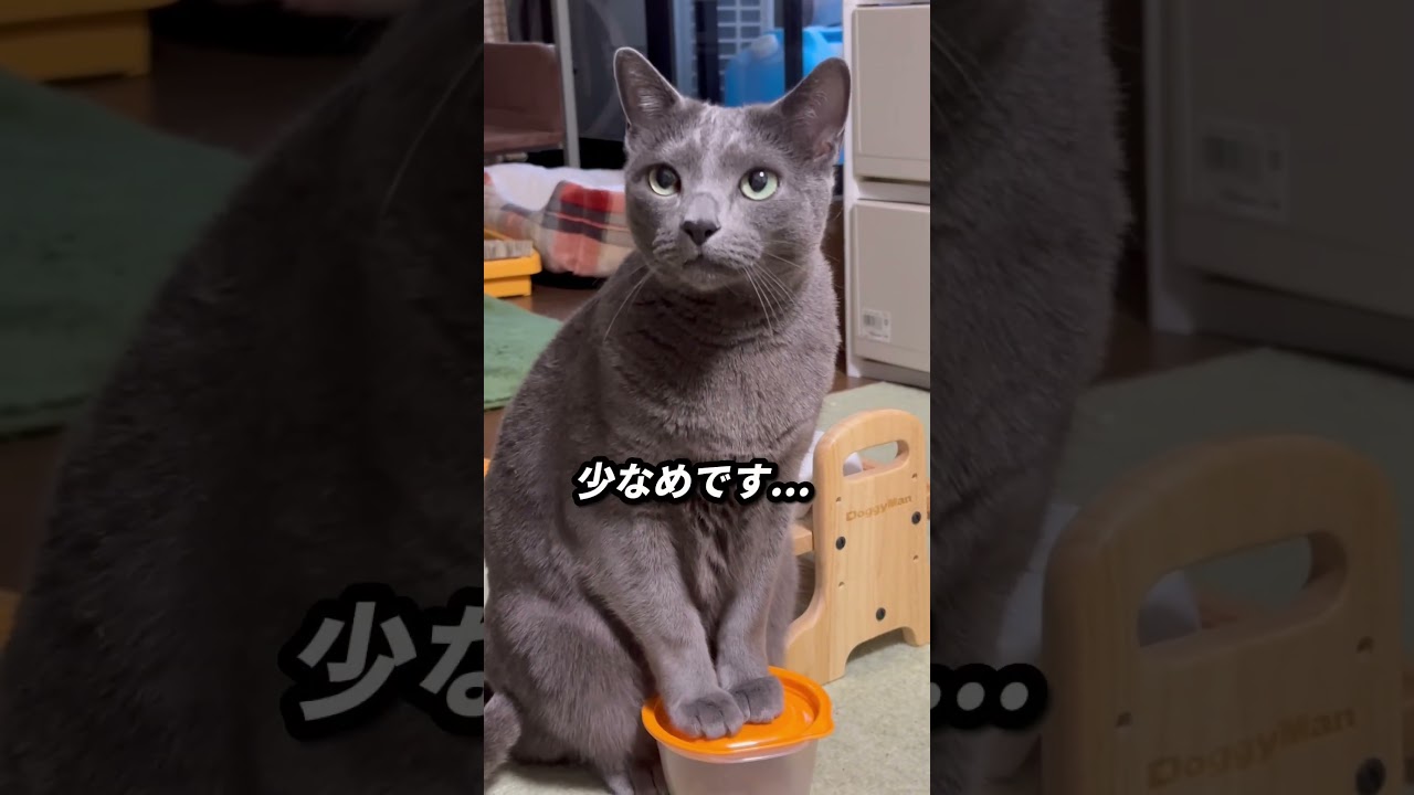 【ロシアンブルー】今朝のめろん、おててチョンチョンでおねだり🤭【猫】#shorts