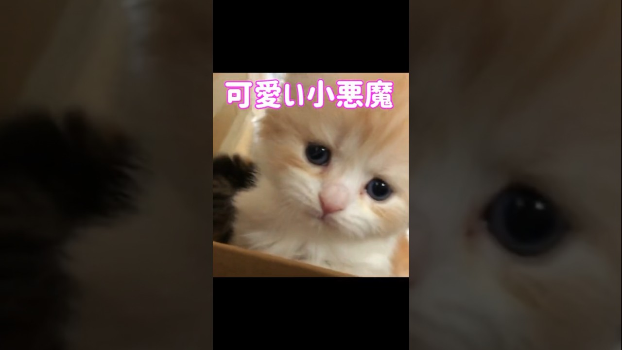 衝撃！子猫が喧嘩すると・・｜可愛い子猫動画 スコティッシュフォールドが面白い！ #shorts