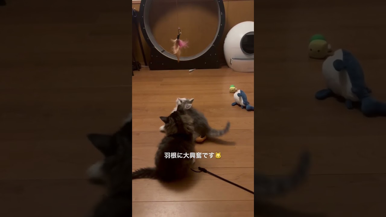 子猫も羽根が好き #shorts #ノルウェージャンフォレストキャット #猫のいる暮らし #子猫 #兄妹猫