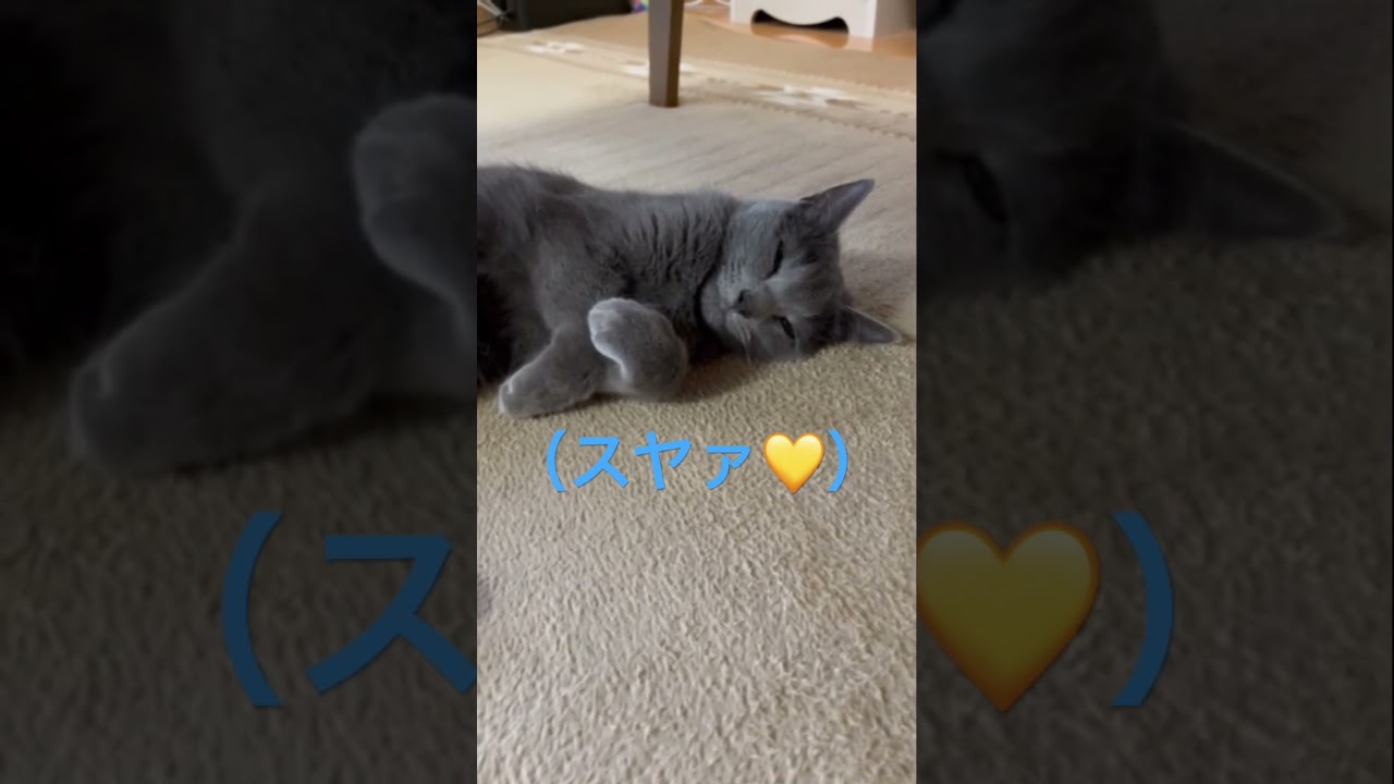 人間のように安心して眠る猫（ロシアンブルー）#shorts