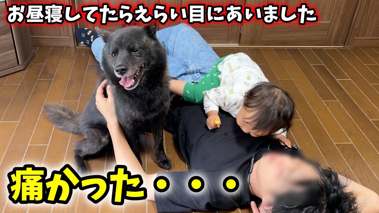 甲斐犬一休と娘とお昼寝しようと思ったら、えらい目にあいました
