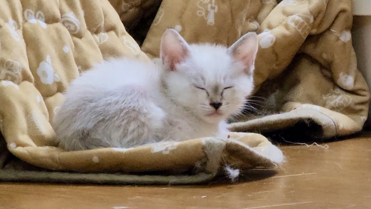 元気に遊んでた子猫が電池切れで動かなくなります。