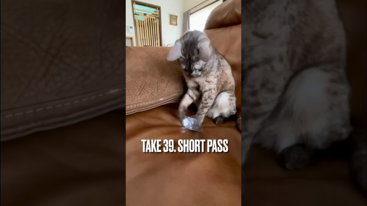 #ショートパス が得意な #猫 にゃ #shortpass #エジプシャンマウ #playingcat #shorts
