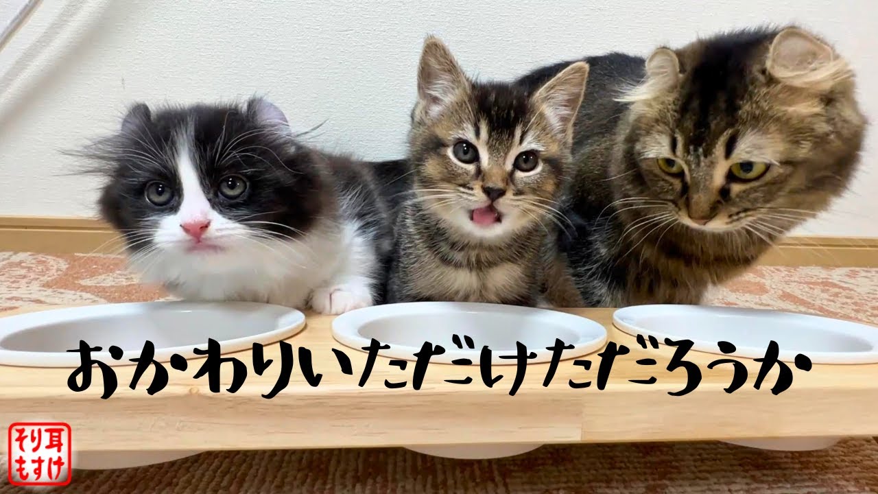 ママが大好きすぎる子猫達がご飯のお代わりに要求したのはまさかのアレｗ