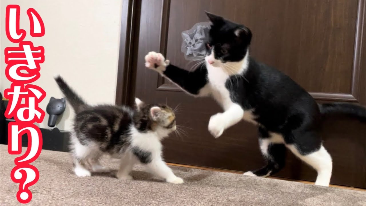 保護した子猫を先住猫に会わせてみたら超意外な反応でした。